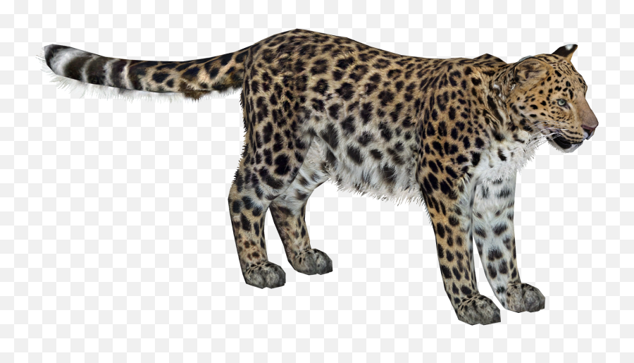 Amur Leopard Lgcfm U0026 Zebrasorus Zt2 Download Library - Amur Leopard Png,Leopard Png Amur Leopard Lgcfm U0026 Zebrasorus Zt2 Download Library - Amur Leopard Png,Leopard Png