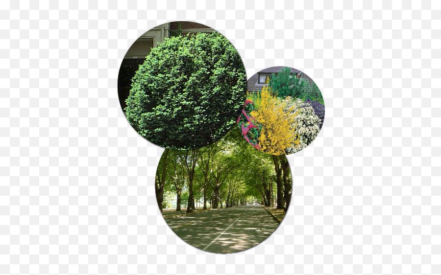 Enhancing And Protecting The Plants Around Your Home - Trees Png,Hedge Png