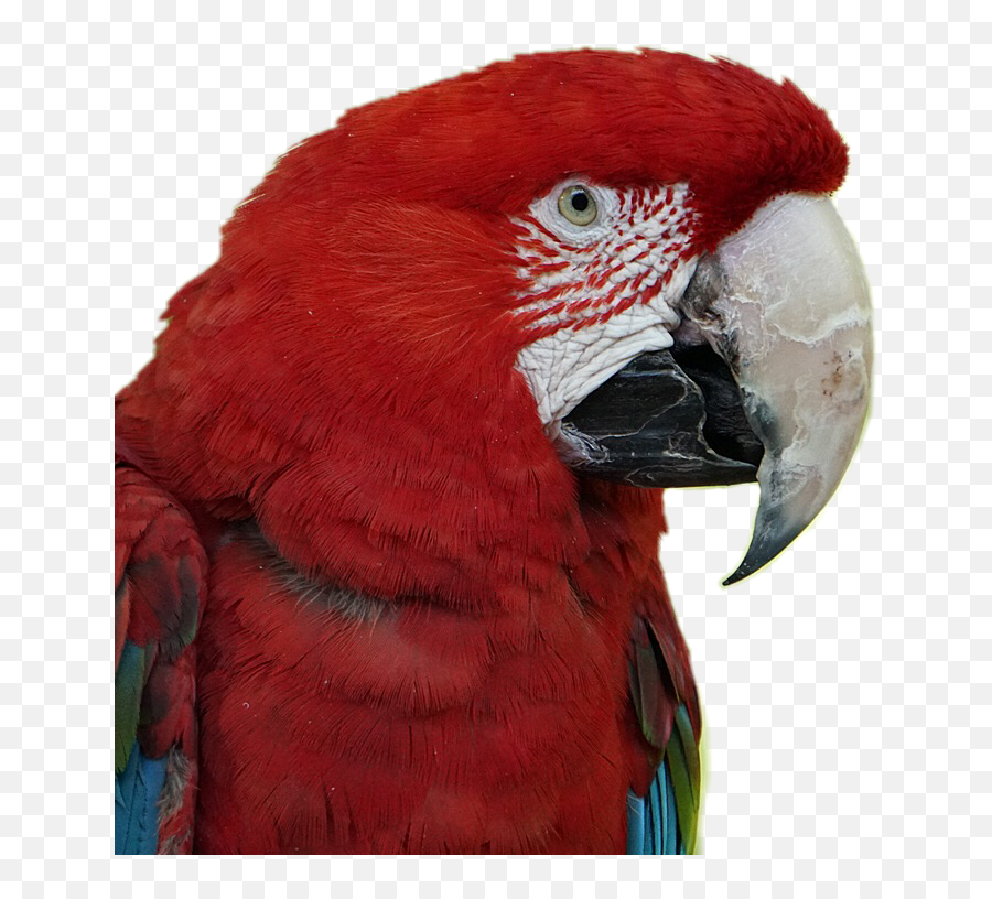 Scarlet Macaw Parrot Birds Pets Stickers Red - Macaw Parrots Png,Macaw Png