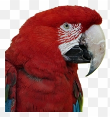 Scarlet Macaw Parrot Birds Pets Stickers Red - Macaw Parrots Png,Macaw Png