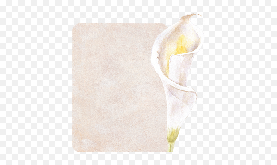 Pretty Botanics - Calla Lily Shaped Journal Card Graphic By Still Life Photography Png,Calla Lily Png