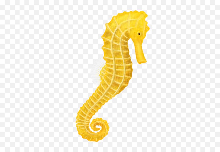 Yellow Fishing Transparent Background Png - Png 2761 Free Sea Horse Transparent Background,Fish Transparent Background