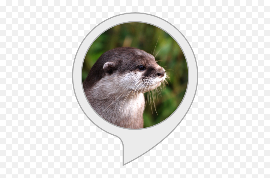 Amazoncom Otter Facts Alexa Skills - Cute Otter Png,Otter Png