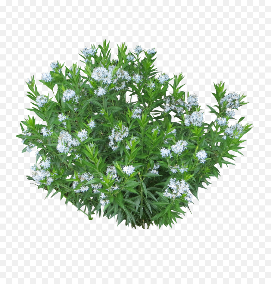 Plant Background Clipart Png Images - White Flower Bush Png,Shrub Transparent Background