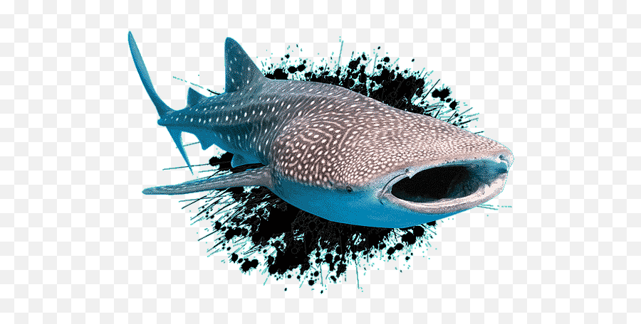 Forms - Whale Shark Png,Whale Shark Png