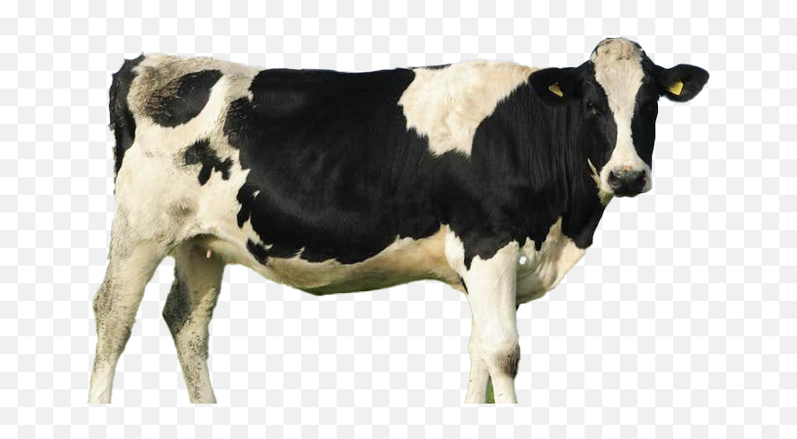 Cow Png File Download Free All - Cow,Cattle Png