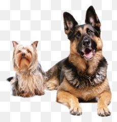 Pet Sitting Dog Cat Veterinarian - Client Education Veterinary Png,Veterinarian Png