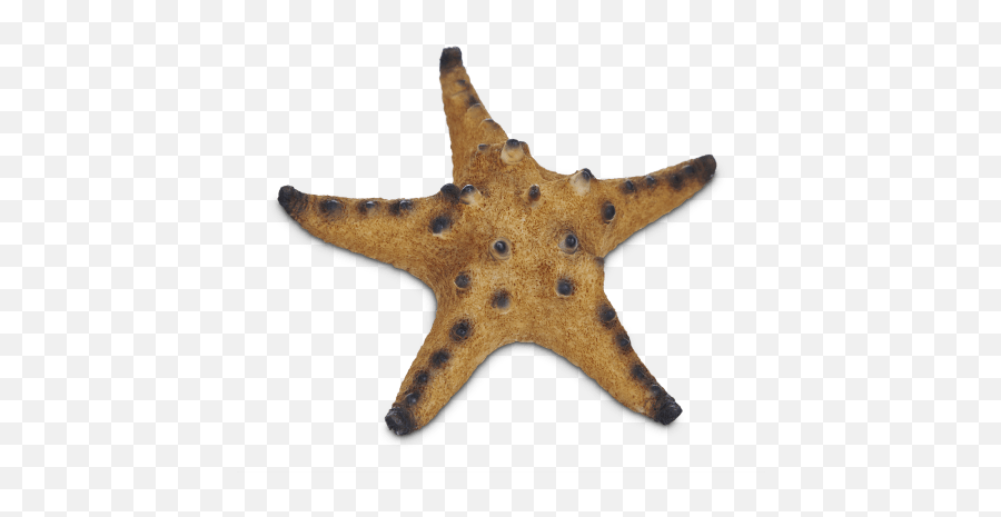 Imagitarium Starfish Resin Aquarium Decor - Most Beautiful Royal Starfish Png,Starfish Transparent