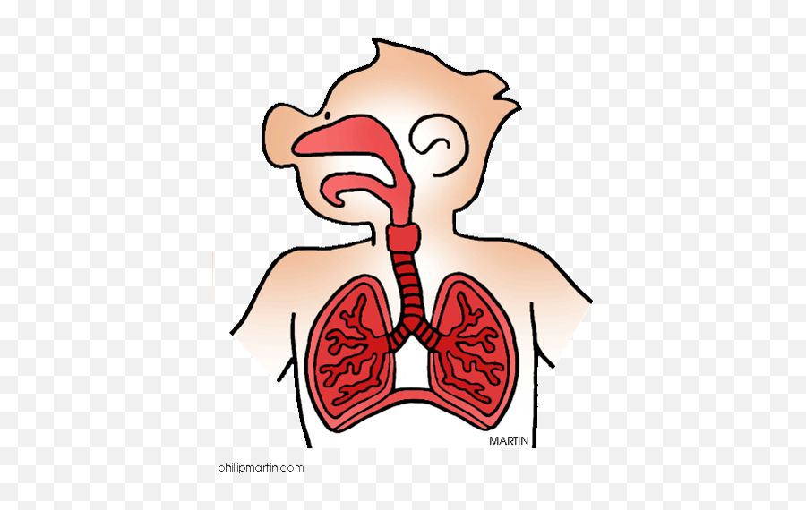 Body System Cartoon Png 6 Image - Upper Respiratory System Cartoon,Cartoon  Body Png - free transparent png images 