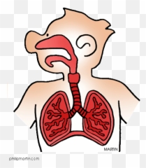 Body System Cartoon Png 6 Image - Upper Respiratory System Cartoon