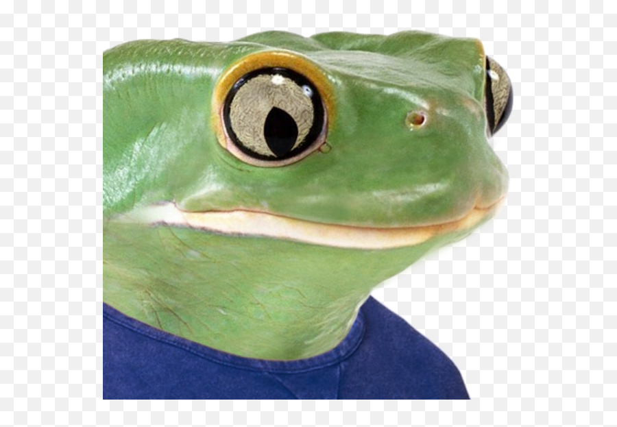 Been Hoarding Sad Frog Pepe Images For A Year This Is - Pepe Frog Real Meme Png,Pepe Frog Png