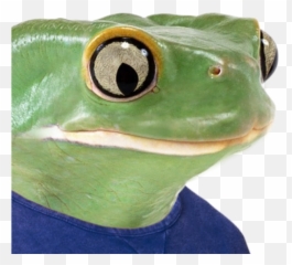 Been Hoarding Sad Frog Pepe Images For A Year This Is - Pepe Frog Real Meme Png,Pepe Frog Png