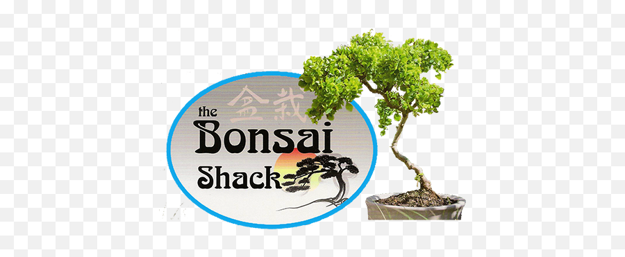 Bonsai Trees For Sale In New York Rockland - Bonsai Store Westchester Mall Png,Bonsai Tree Png