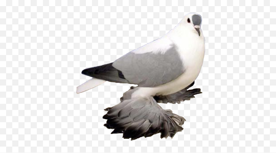 Pigeon Free Png Image - Stock Dove,Pigeons Png