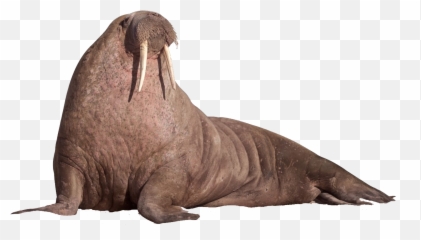 Walrus Sitting - Walrus Png,Ocean Transparent Background