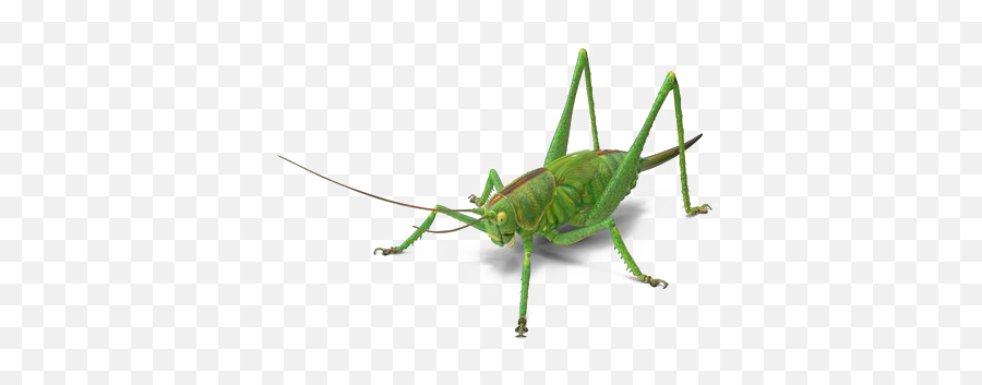 Green Grasshopper Png Image Free Download Play - Portable Network Graphics,Grasshopper Png