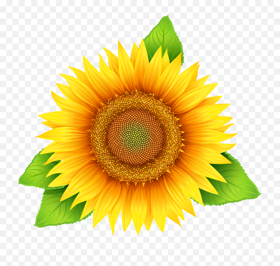 Download Sunflowers Png Leave - Sun Flower Vector Png Full Sunflower Oil Label Design,Sunflowers Transparent