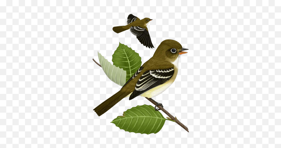 Sparrow Png Images - 4 5,Sparrow Png