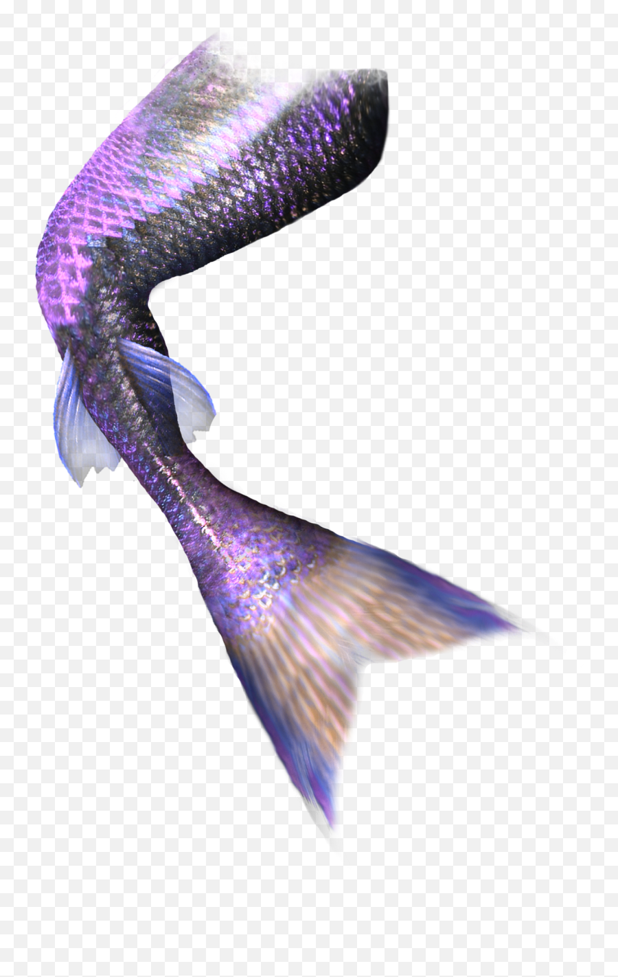 Mermaid Tail Computer File - Realistic Mermaid Tail Png,Mermaid Tail Png