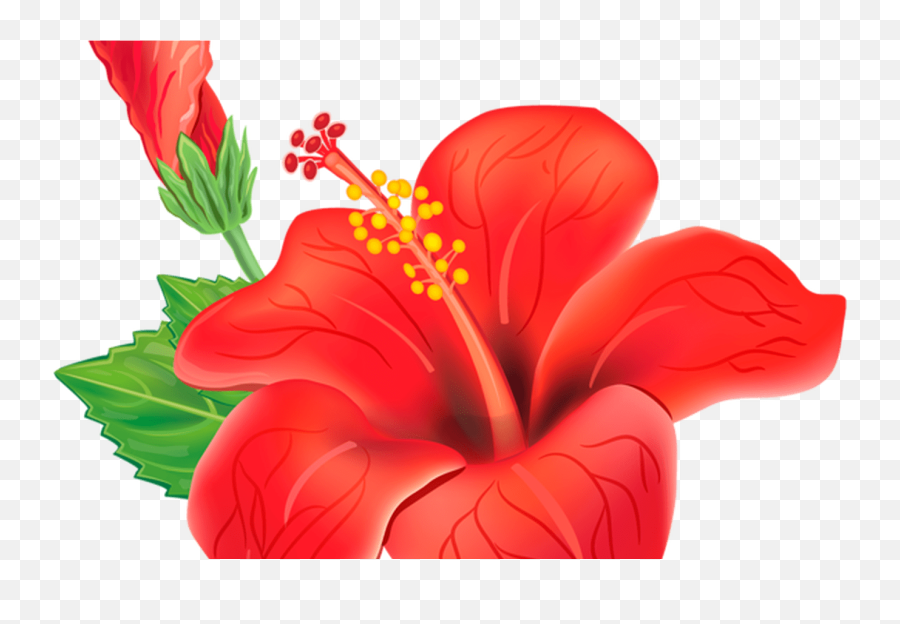 Download Hd Red Exotic Flower Png Clipart Picture Moana - Red Tropical Flowers Png,Moana Clipart Png