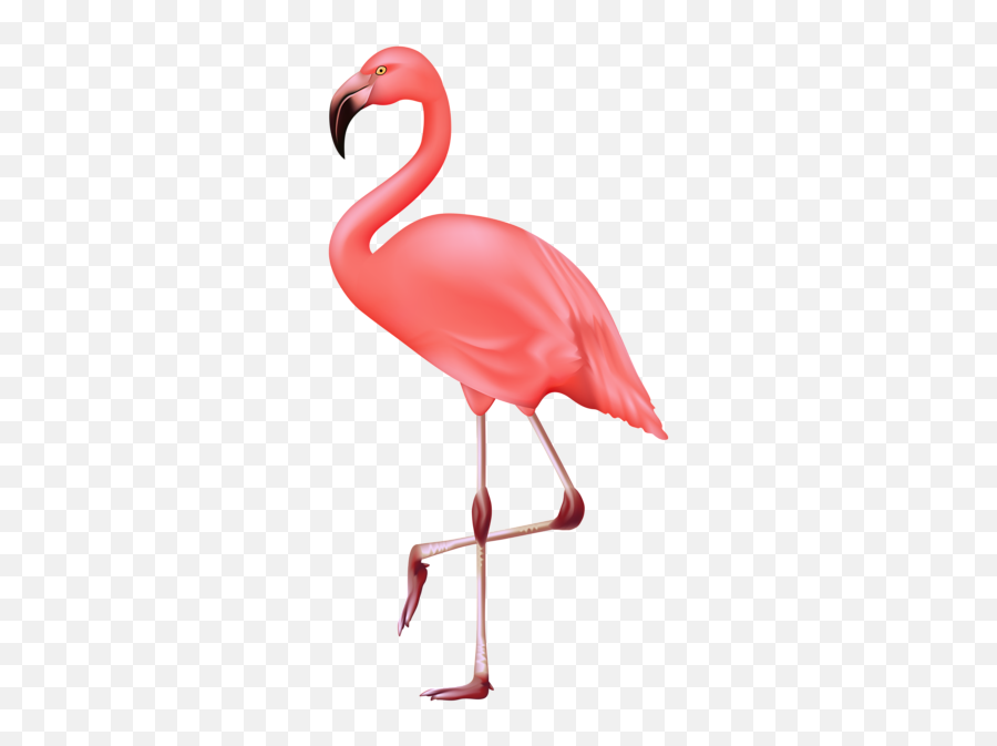 Pin By Igoryosypiv - Flamingo Transparent Png,Flamenco Png
