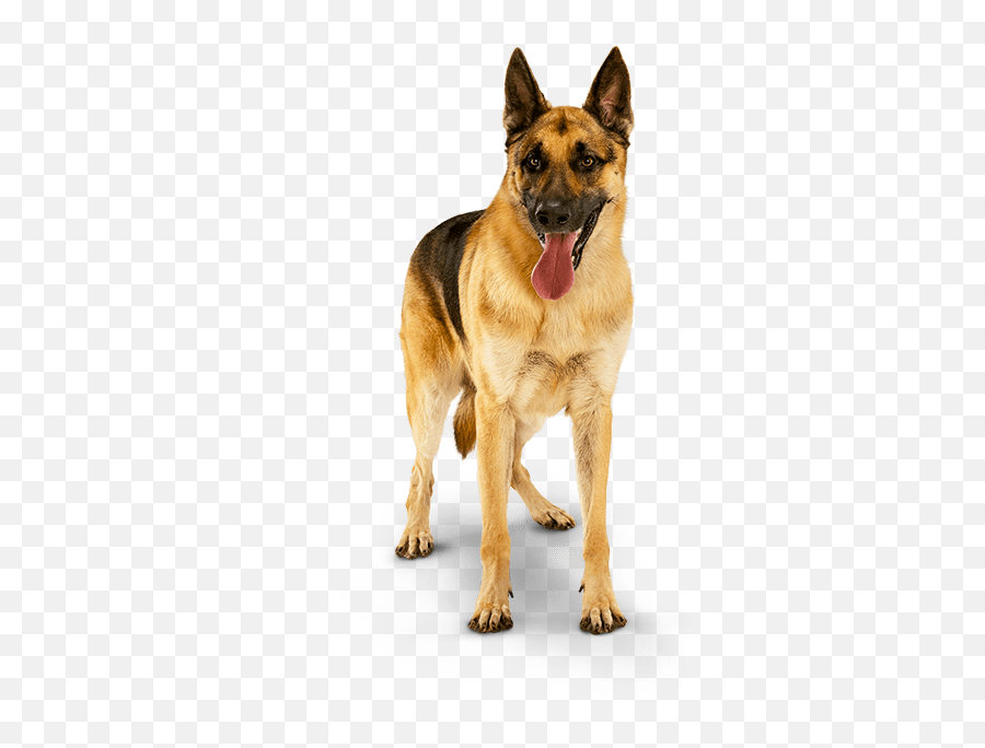 Produtos Para Cães - Resultado Do Jogo Do Bicho 11 04 2020 Png,Cachorro Png