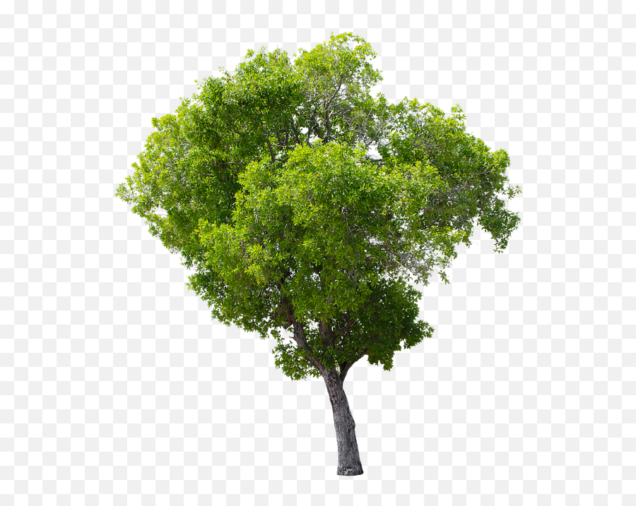 Apple Tree Png - Apple Trees Without Fruit,Apple Tree Png