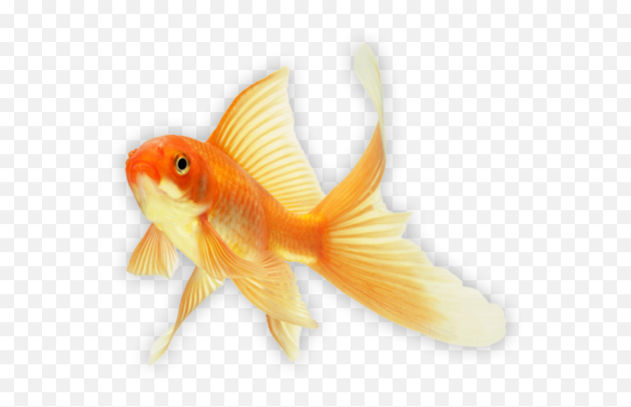 89 - Goldfish Png,Goldfish Transparent Background