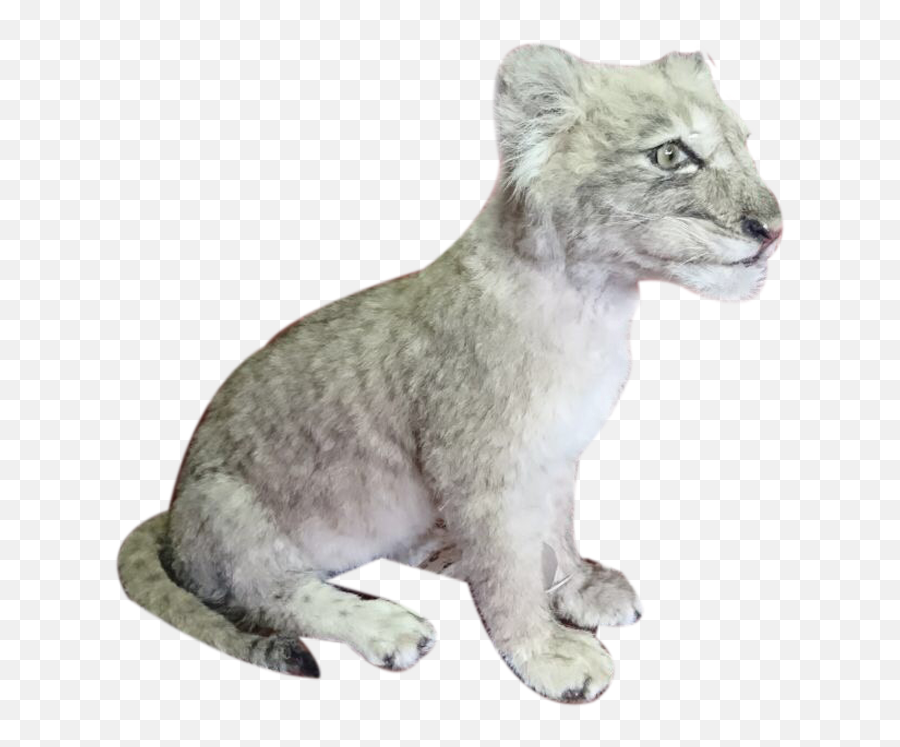 Baby Lion Sitting Full Mount Bl2 - Mammal Png,Snow Leopard Png