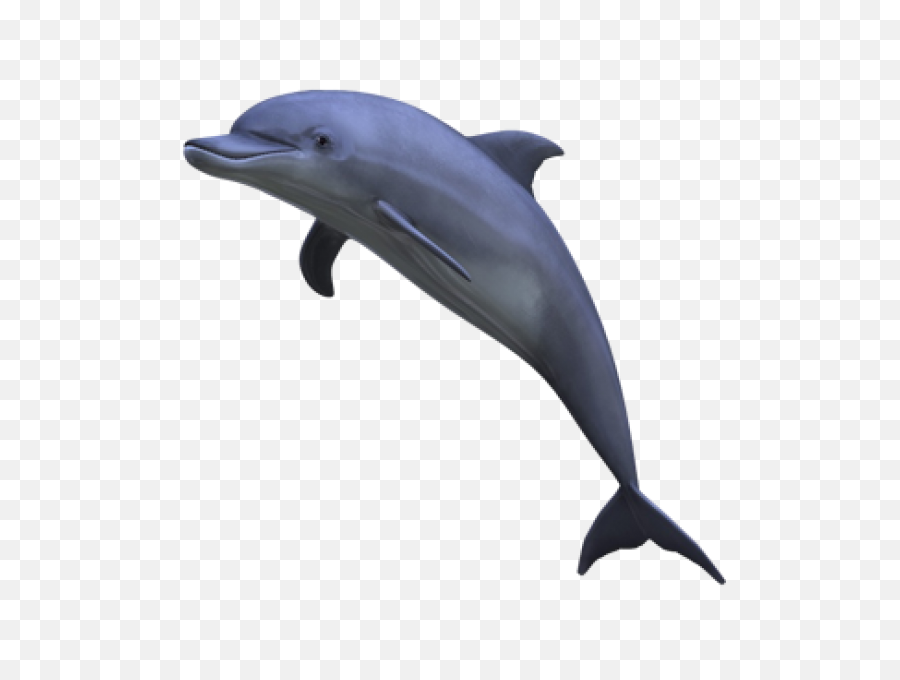 Dolphin Png Images Background - Png Dolphin,Dolphin Png