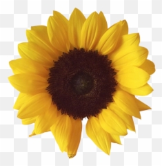 Sunflower Png