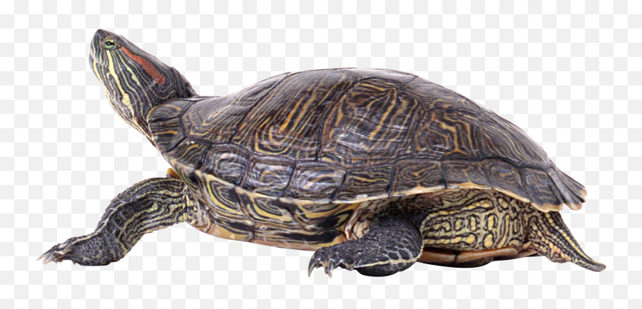 Turtle Png Image Without Background - Pond Turtle Png,Turtle Png