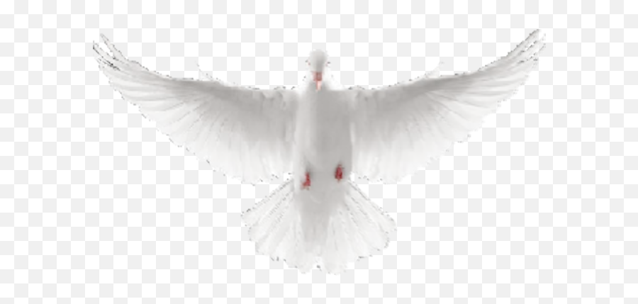 Download Dove Avatar 1515040674 - Dove Flying Towards You Png,Doves Flying Png