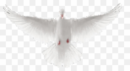 Download Dove Avatar 1515040674 - Flying Towards You png