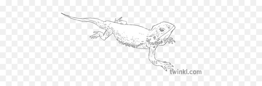 Bearded Dragon Black And White Illustration - Twinkl Green Iguana Png,Bearded Dragon Png