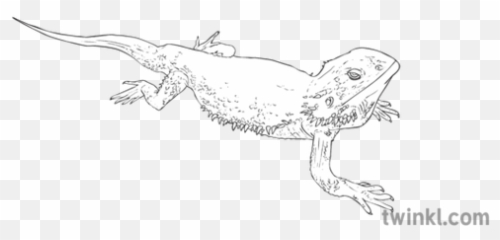 Bearded Dragon Black And White Illustration - Twinkl Green Iguana png