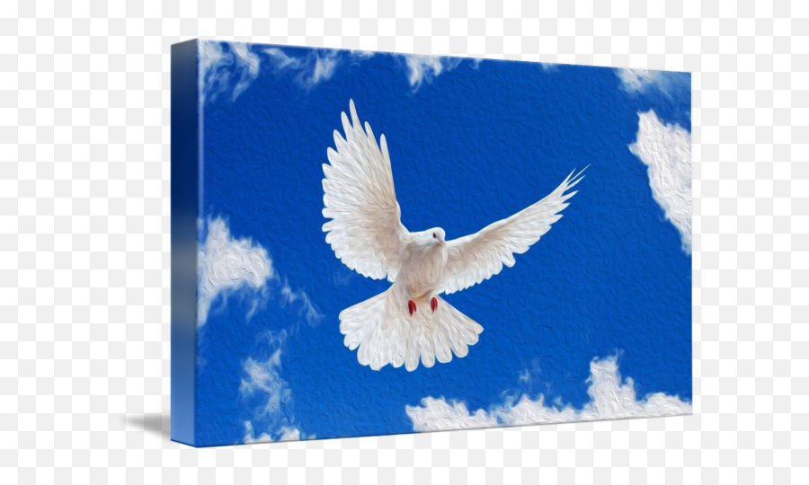White Dove - Birds Hd Wallpapers 1080p Png,White Doves Png