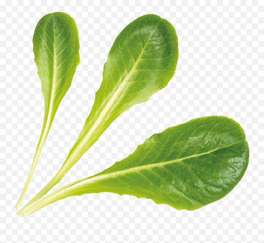 Romaine Lettuce - Fresh Png,Romaine Lettuce Png
