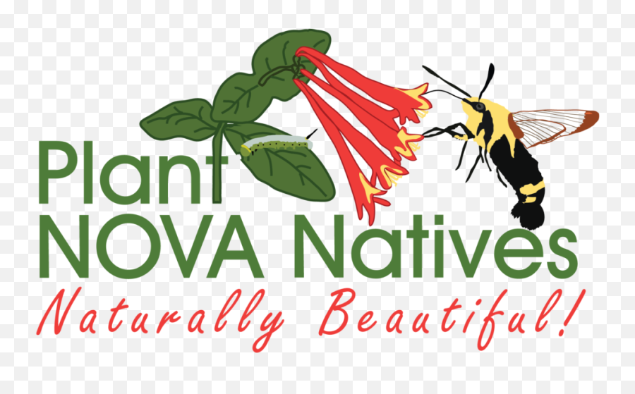 Download Hd Seedling Giveaways And Native Plant Sales - Plant Nova Natives Png,Honeysuckle Png