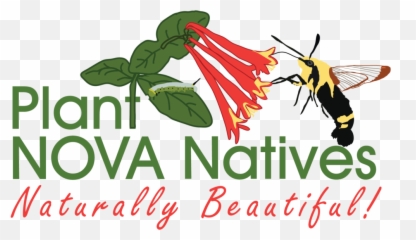 Download Hd Seedling Giveaways And Native Plant Sales - Plant Nova Natives Png,Honeysuckle Png