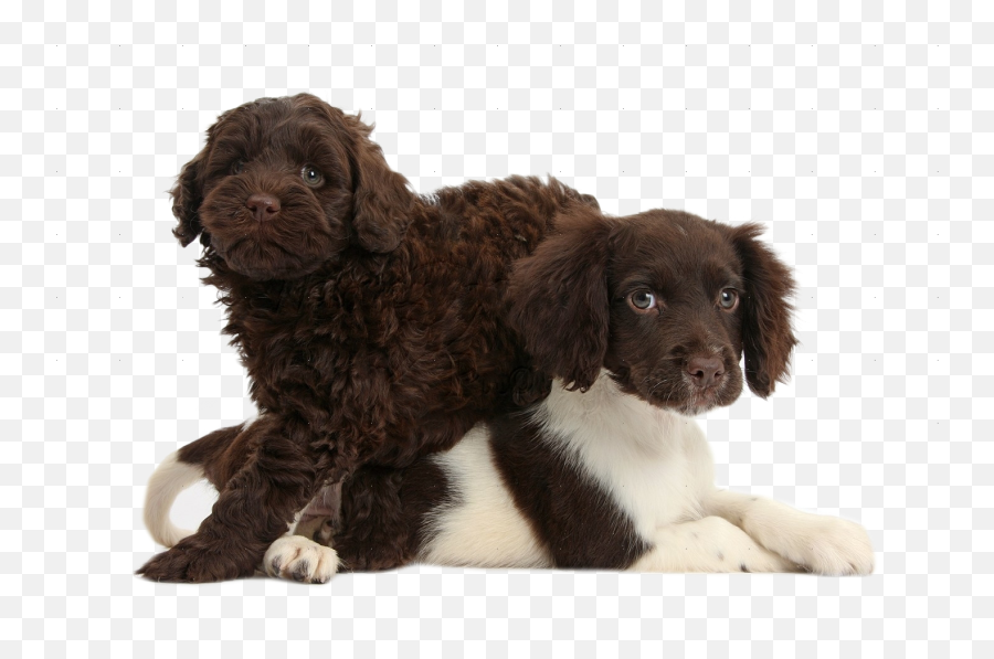 Puppies Png American Water Spaniel Transparent Packground In - American Water Spaniel Puppy,Dog Toy Png