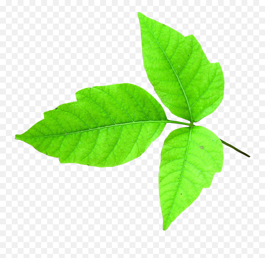 Estate Tick Gnat And Mosqiuto Control - Single Poison Ivy Leaf Png,Ivy Transparent