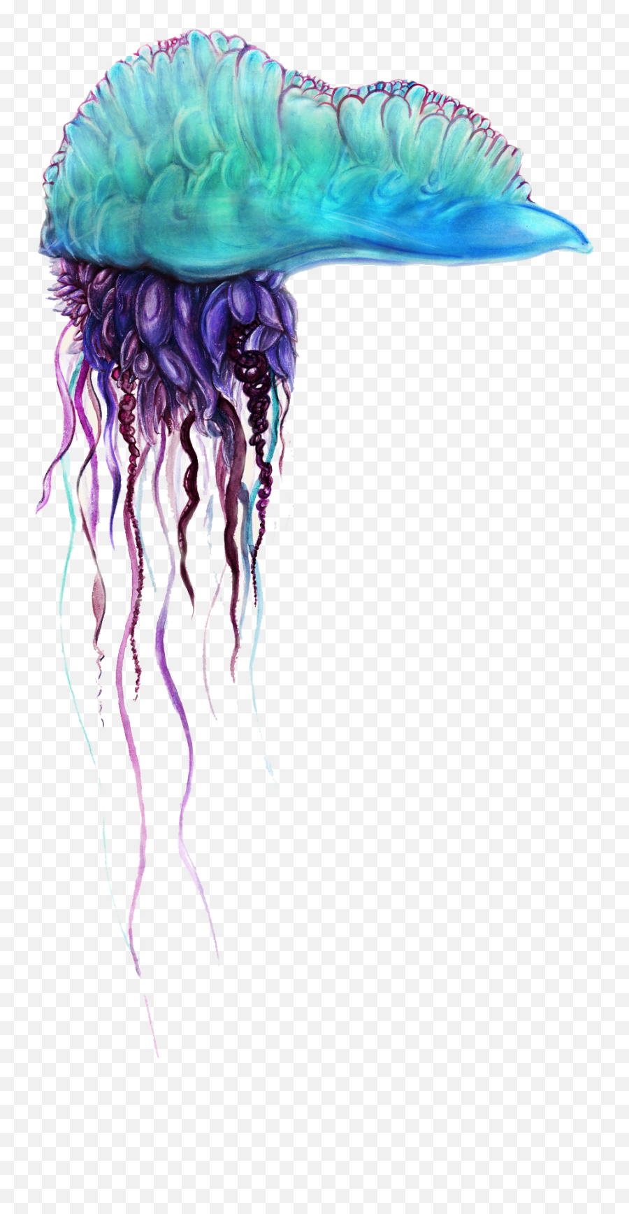 Png Transparent Images Free Download Jellyfish