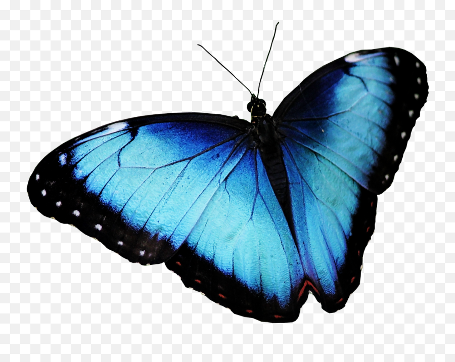 Butterfly Blue - Kupu Kupu Png,Blue Butterflies Png