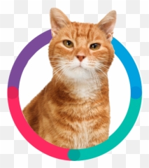 Bravecto Fluralaner 12 - Week Flea u0026 Tick Protection For Domestic Cat png