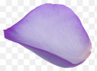 Download Hd Purple Rose Petals Png - Beauty Bazaar Harvey Rose,Beauty And The Beast Rose Png