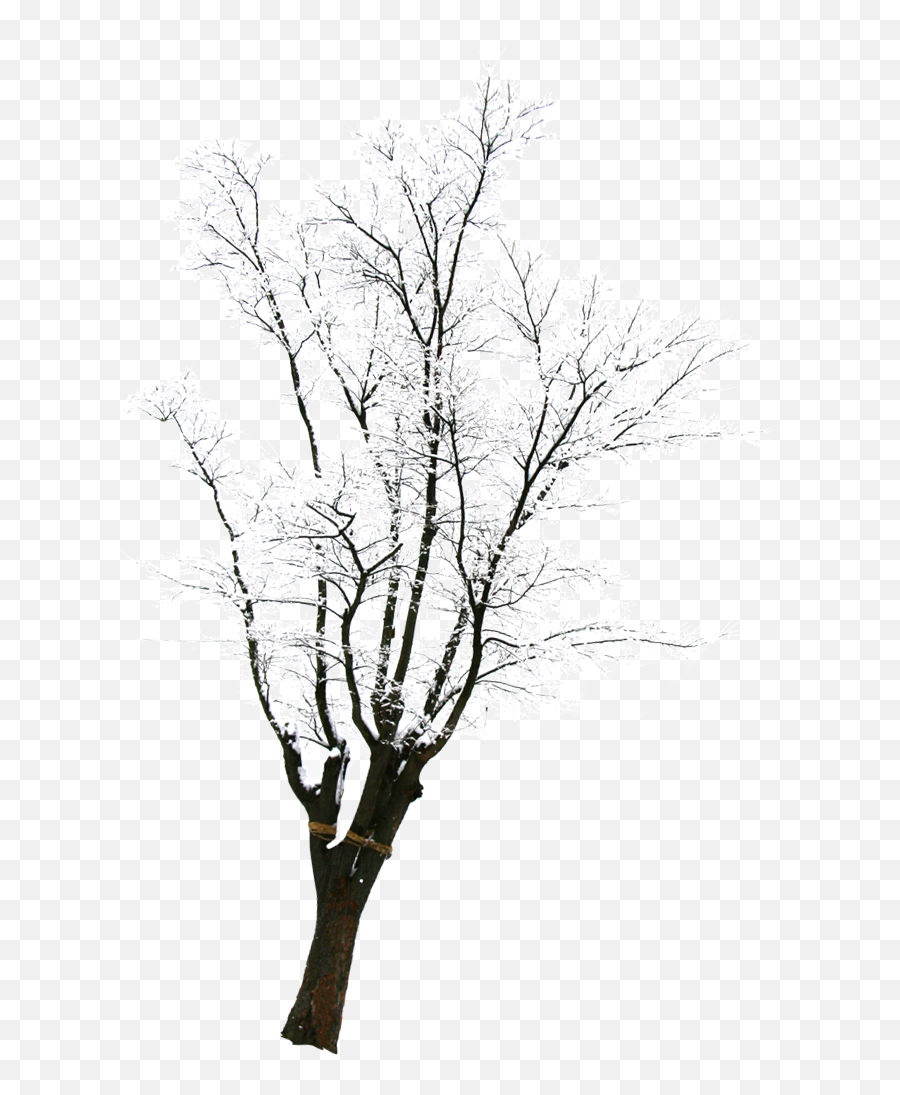 Tree With Snow Png Download - Silhouette,Snow Trees Png
