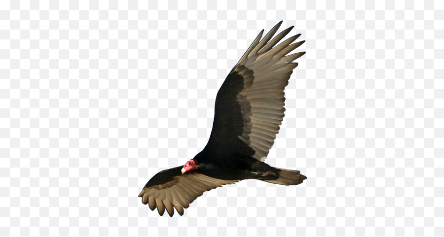 Vultures Transparent Png Images - Turkey Vulture Indiana,Vulture Png