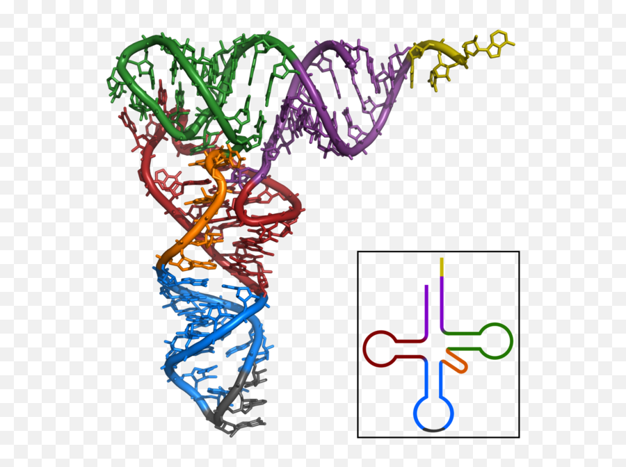 Trna - Mrna Tertiary Structure Png,Yeast Png