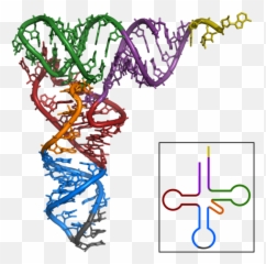 Trna - Mrna Tertiary Structure Png,Yeast Png